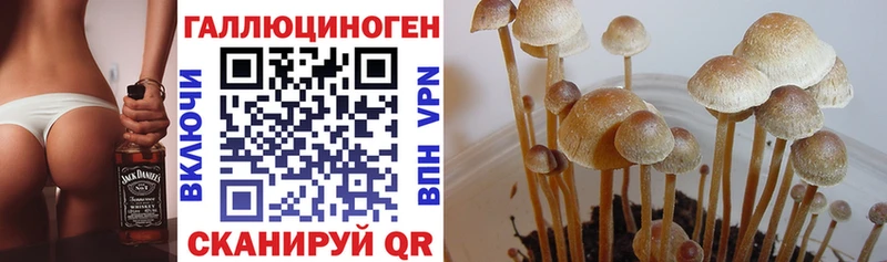 Псилоцибиновые грибы Cubensis  Ростов-на-Дону 